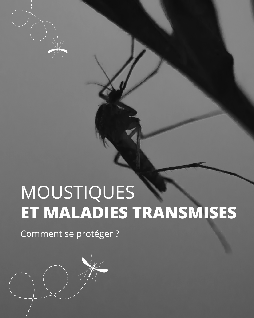 moustiques