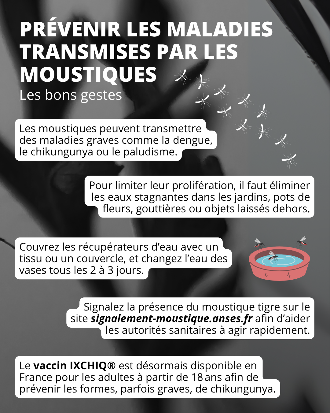 moustiques